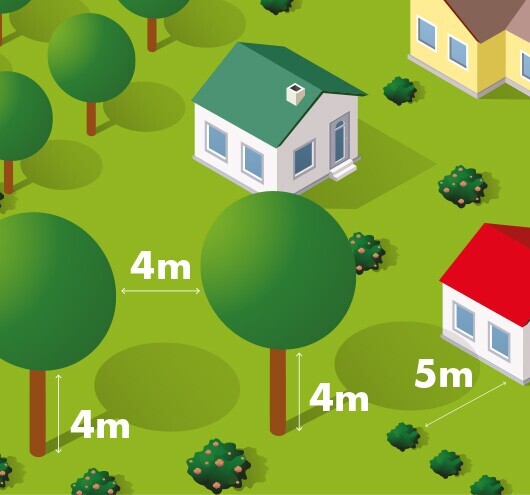 Ilustração mostra árvores com ramos cortados até 4 metros do solo