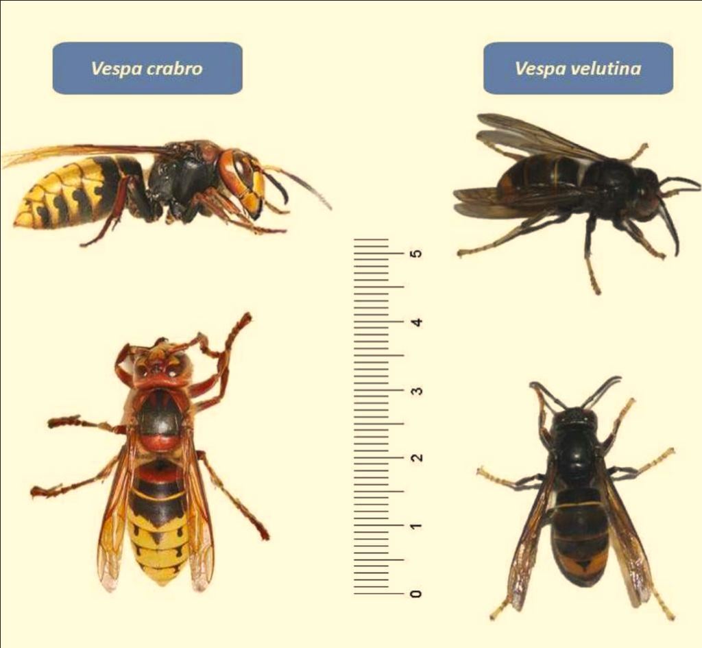 Ilustra&ccedil;&atilde;o: diferen&ccedil;as entre Vespa velutina e Vespa crabro
